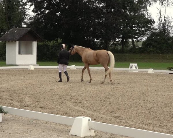 Reitturnier Niederzeuzheim 2023