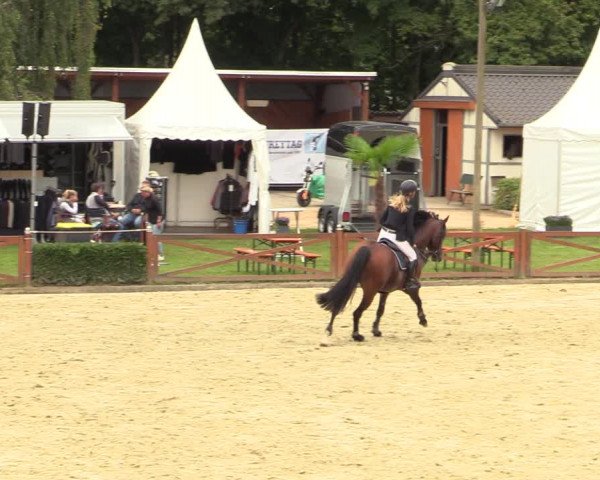 Equus Colonius - Reitanlage Brüse Köln 2021