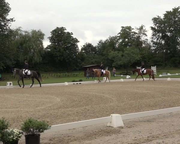 Reitturnier Niederzeuzheim 2023