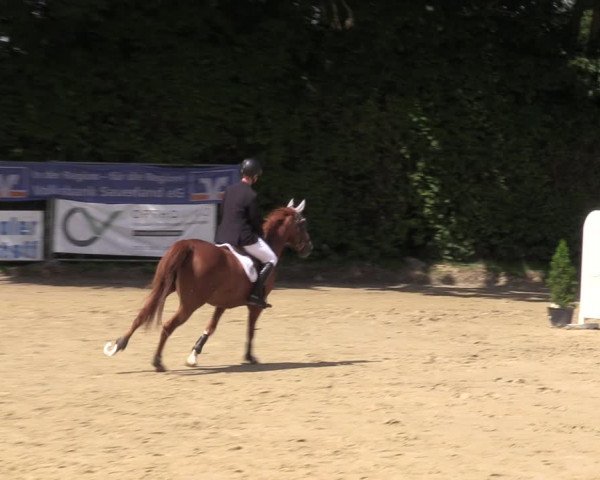 Reitturnier Arnsberg-Holzen 2023