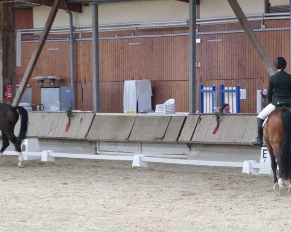 Reitturnier Groß-Zimmern 2023
