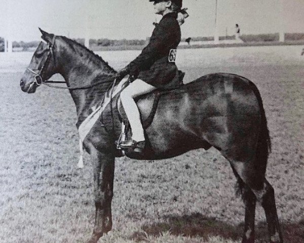 horse Roschoil Legacy (British Riding Pony, 1978, from Basford Elegant)