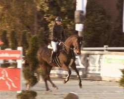 jumper Lady Clinton GD (Westphalian, 2019, from Luxus G.D.)