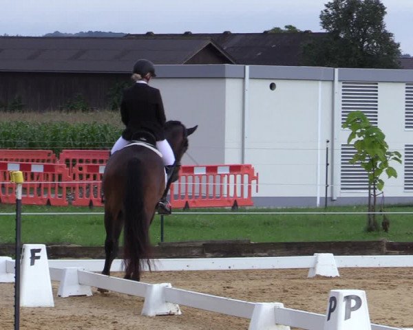 Reitturnier Ranshofen - Braunau am Inn 2023