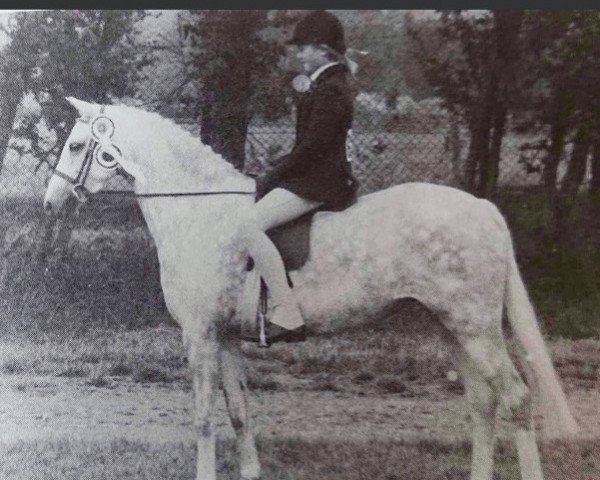 horse Coed Coch Maria (British Riding Pony, 1975, from Bwlch Hill Wind)