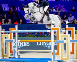 stallion Dallas VDL Z (Belgian Warmblood, 2008, from Douglas)