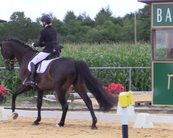 Reitturnier Ranshofen - Braunau am Inn 2023