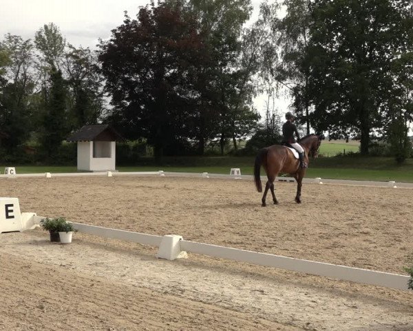 Reitturnier Niederzeuzheim 2023