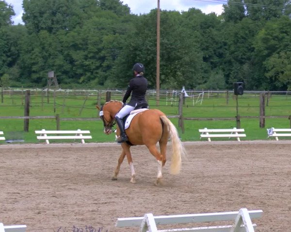 Reitturnier Nettetal-Lobberich 2023