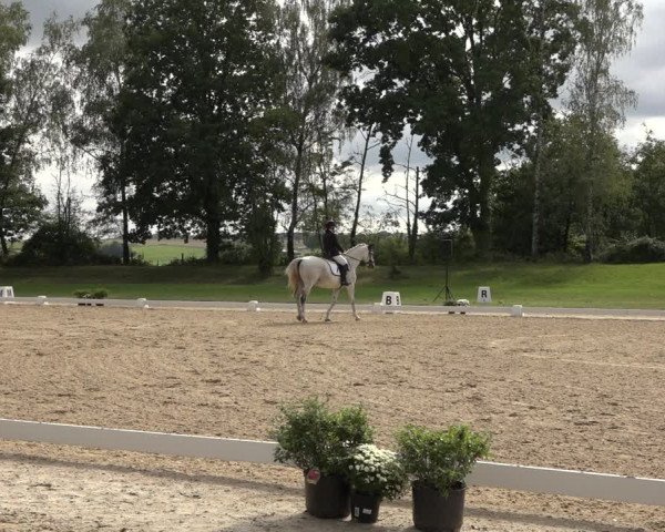Reitturnier Niederzeuzheim 2023