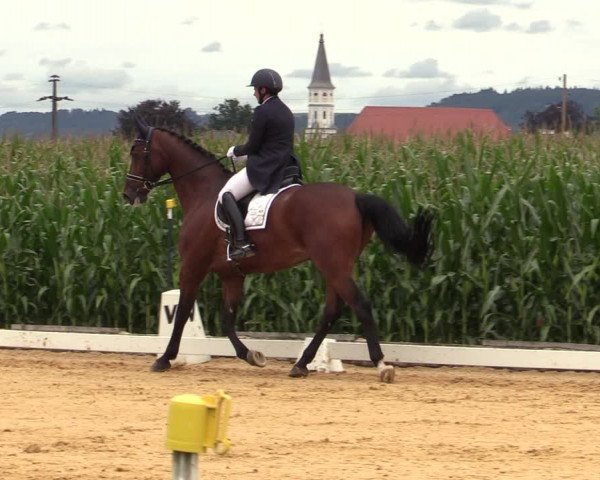 Reitturnier Ranshofen - Braunau am Inn 2023
