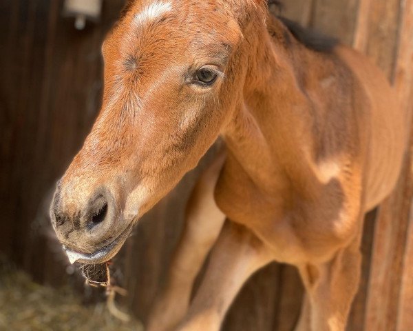 horse Danciera FQ (Hanoverian, 2022, from Diamond First)