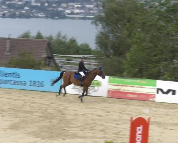 Reitturnier Wädenswil 2023