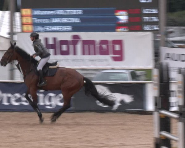 Reitturnier Ranshofen - Braunau am Inn 2023