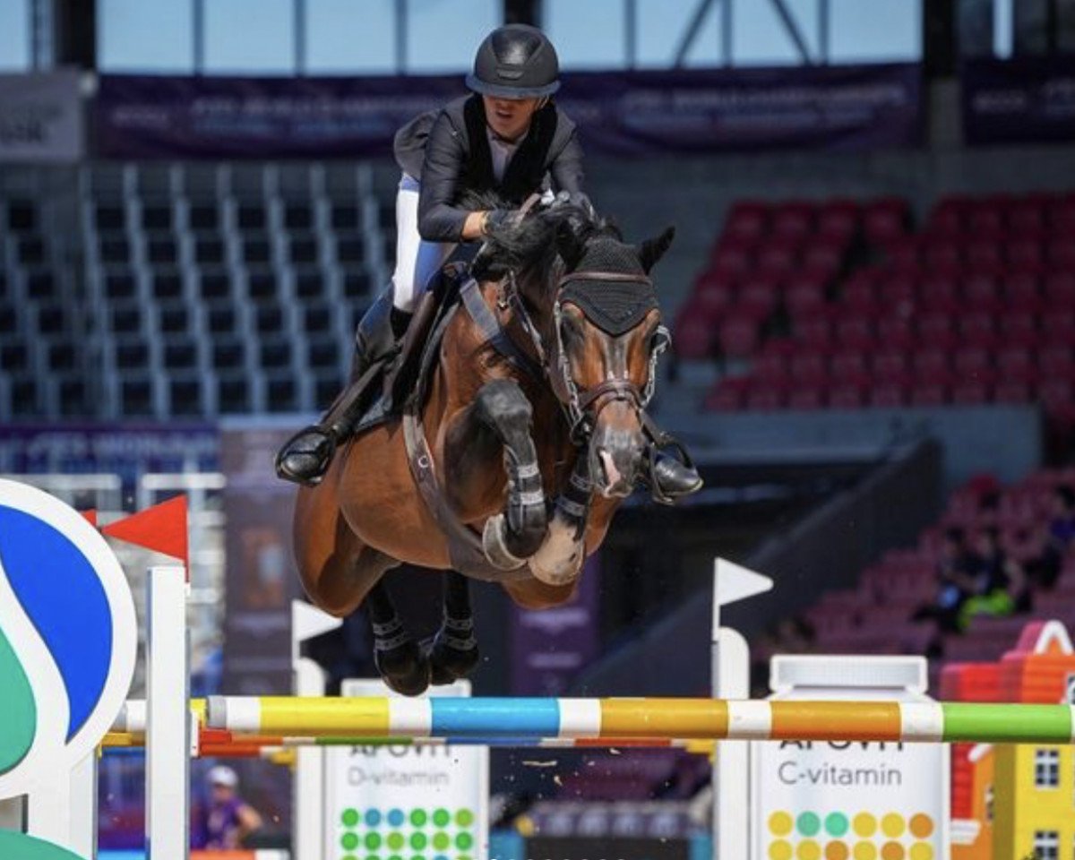 Springpferd Balou's Fly High (Oldenburger, 2007, von Balou du Rouet)
