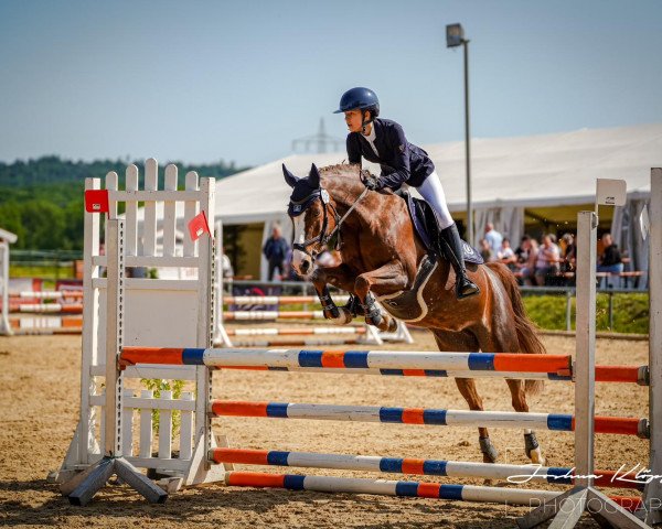 broodmare Mary Poppins Wg (German Riding Pony, 2006, from Mentos)