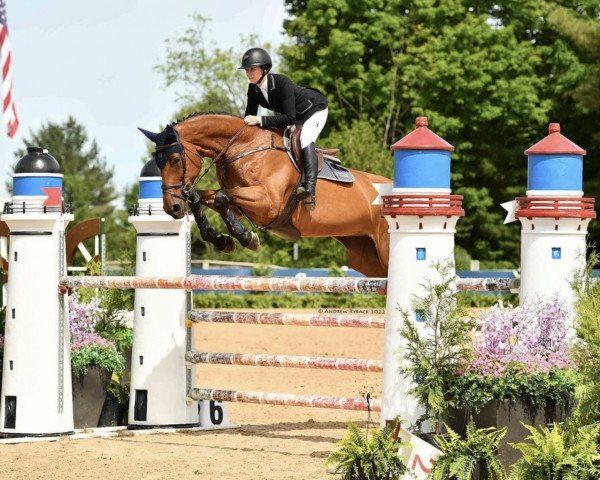 jumper Qutaira (Oldenburg, 2013, from Quo Saltas)