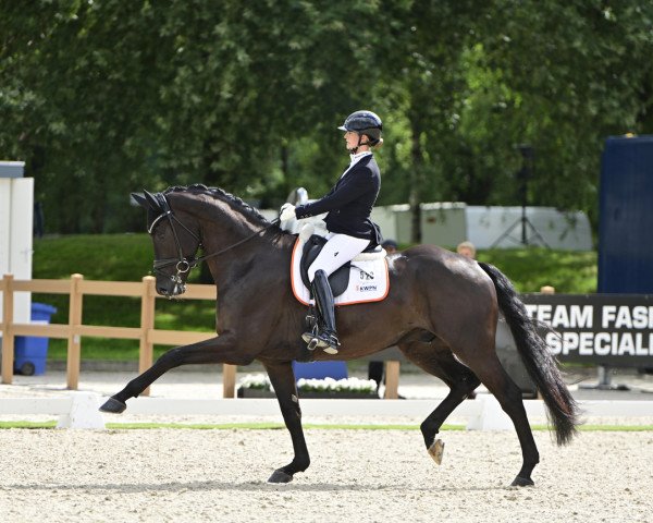 dressage horse FARIDERO (KWPN (Royal Dutch Sporthorse), 2018, from Ferdinand)