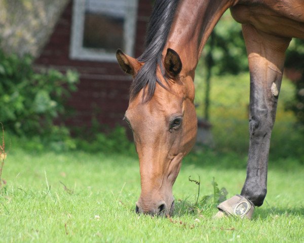 broodmare Zora 142 (Holsteiner, 2007, from Clearway)