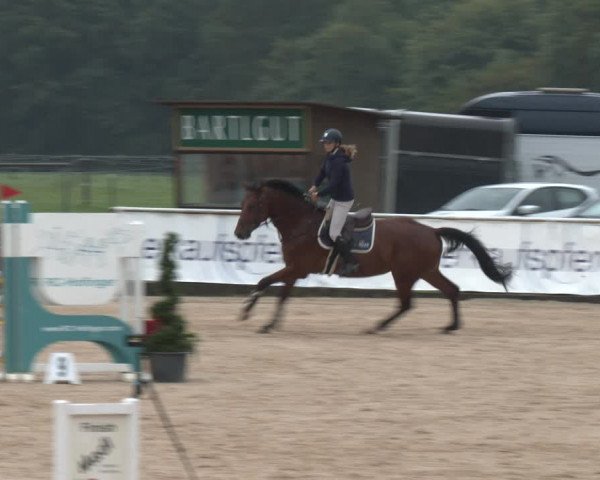 Reitturnier Ranshofen - Braunau am Inn 2023