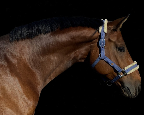 horse Alabasto (Hanoverian, 2015, from Alabaster)