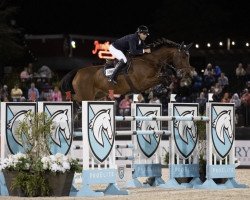 jumper Massimo (Belgian Warmblood, 2012, from Tangelo van de Zuuthoeve)