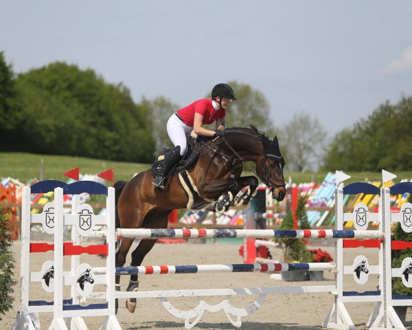 jumper Chester's Revenge H (Holsteiner, 2015, from Connor 48)