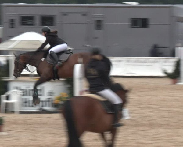 Reitturnier Ranshofen - Braunau am Inn 2023