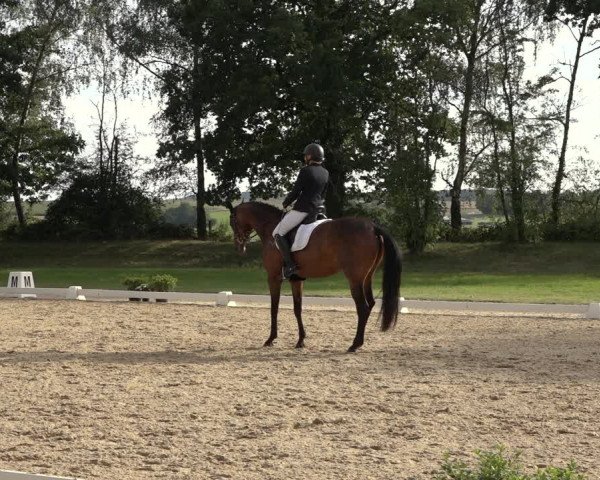 Reitturnier Niederzeuzheim 2023