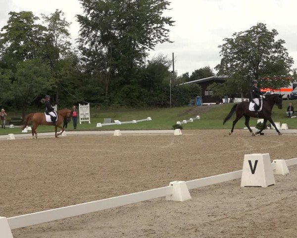 Reitturnier Niederzeuzheim 2023