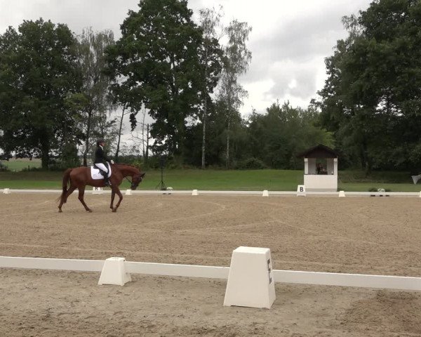 Reitturnier Niederzeuzheim 2023
