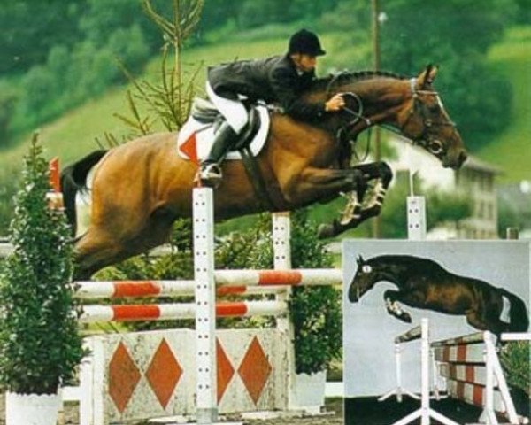 stallion Gagneur du Pichoux (Swiss Warmblood, 1990, from Galant) stallion Gagneur du Pichoux (Swiss Warmblood, 1990, from Galant)