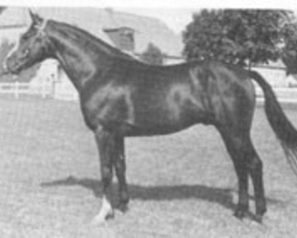 stallion Galant (Swedish Warmblood, 1970, from Jovial)