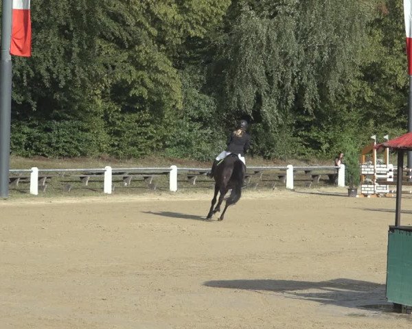 Reitturnier Niederzeuzheim 2023