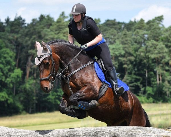 dressage horse Grangewilliam Darwin (Connemara Pony, 2013)