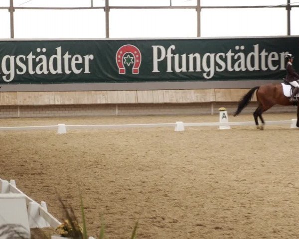 Reitturnier Groß-Zimmern 2023