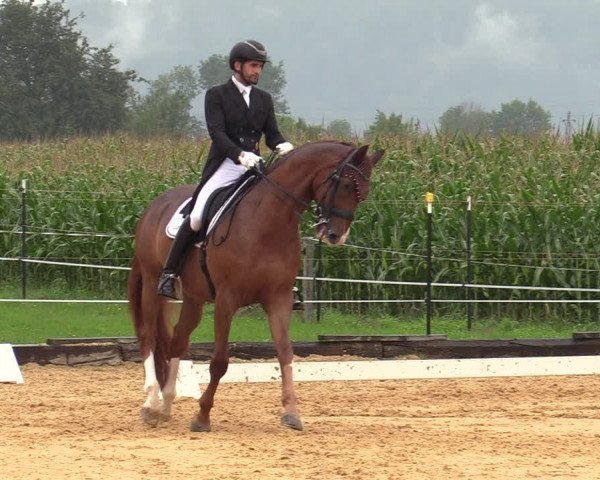 Reitturnier Ranshofen - Braunau am Inn 2023