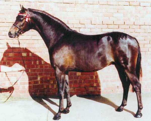 broodmare Groundhills Amazing Grace (British Riding Pony, 1980, from Basford Elegant) broodmare Groundhills Amazing Grace (British Riding Pony, 1980, from Basford Elegant)