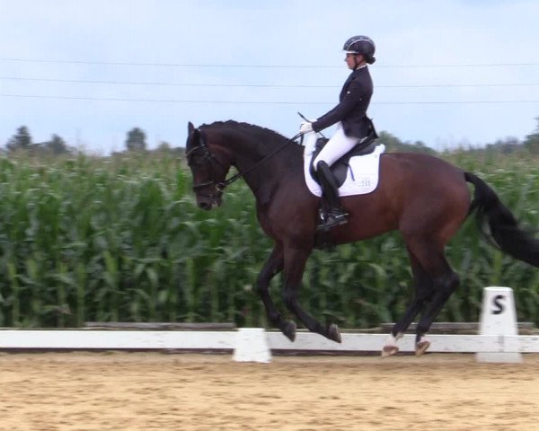 Reitturnier Ranshofen - Braunau am Inn 2023