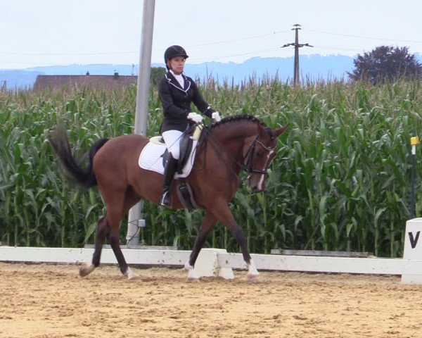 Reitturnier Ranshofen - Braunau am Inn 2023
