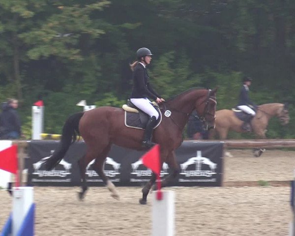 Reitturnier Albersdorf Dithmarsenpark 2021