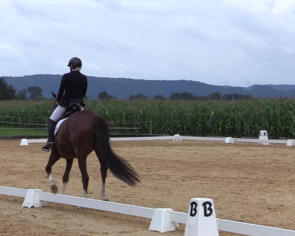 Reitturnier Ranshofen - Braunau am Inn 2023