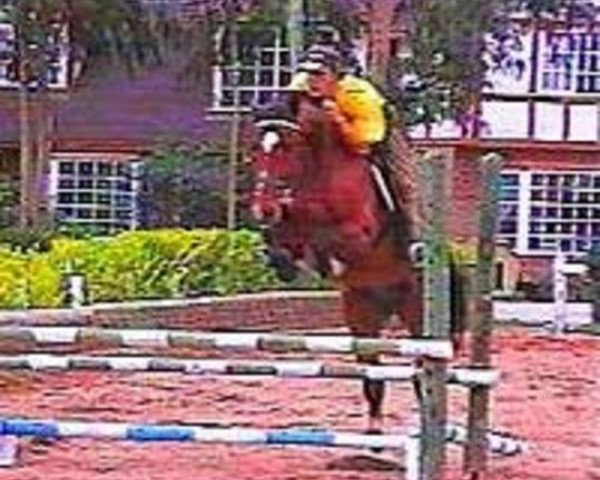 Deckhengst Refran Z (Zangersheide Reitpferd, 1994, von Rex Z) Deckhengst Refran Z (Zangersheide Reitpferd, 1994, von Rex Z)