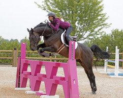 Deckhengst Balthazar de Fougnard (Selle Français, 2011, von Diamant de Semilly)