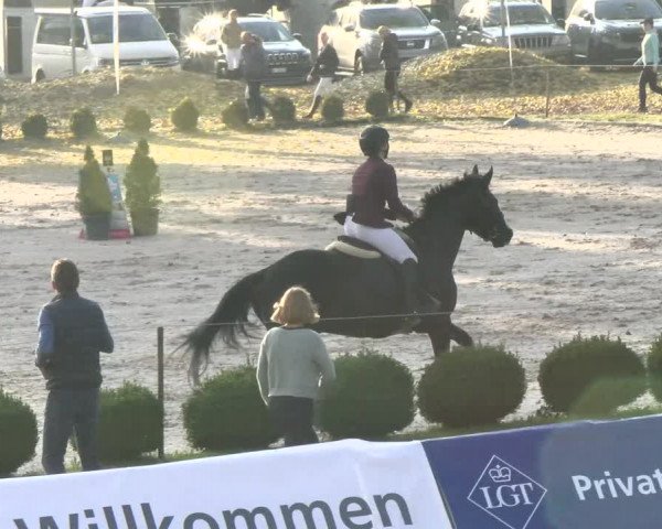 Reitturnier Basel Schänzli 2021