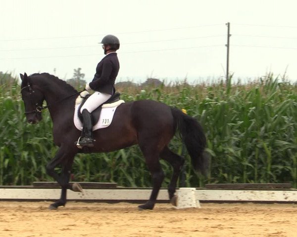 Reitturnier Ranshofen - Braunau am Inn 2023
