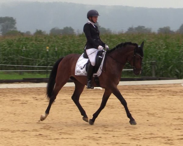 Reitturnier Ranshofen - Braunau am Inn 2023