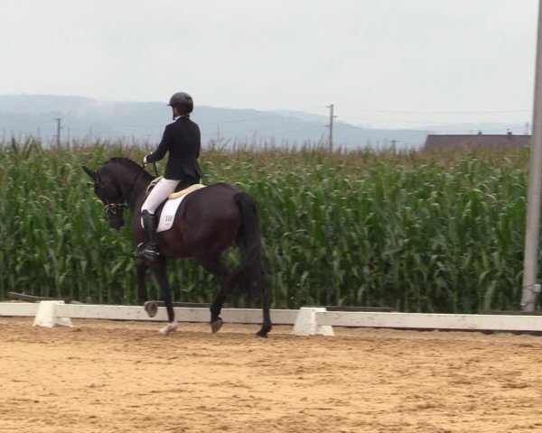 Reitturnier Ranshofen - Braunau am Inn 2023