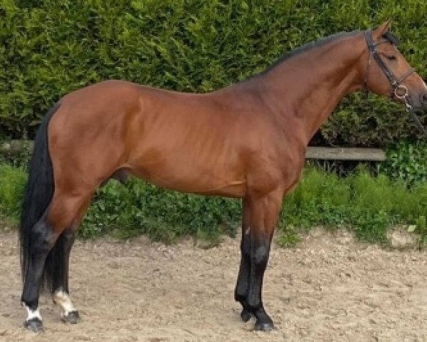 stallion Festival D'Argouges (Selle Français, 2015, from Armitages Boy)