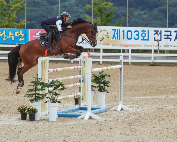 jumper Captain Jack 65 (Westphalian, 2011, from Capilano)